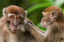 Two Long-tailed / Crab-eating macaques (Macaca fascicularis) one grooming the other, Bako National Park, Sarawak, Borneo, Malaysia
