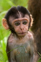 Long-tailed / Crab-eating macaque (Macaca fascicularis) head portrait of baby, Bako National Park, Sarawak, Borneo, Malaysia