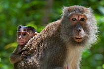 Long-tailed / Crab-eating macaque (Macaca fascicularis) baby riding on back of adult, Bako National Park, Sarawak, Borneo, Malaysia