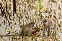 Two Long-tailed / Crab-eating macaques (Macaca fascicularis) in mangrove habitat feeding on Coastal horseshoe crab (Tachypleus gigas) Bako National Park, Sarawak, Borneo, Malaysia