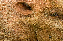 Bearded pig (Sus barbatus) close-up of eye and ear,  Bako National Park, Sarawak, Borneo, Malaysia