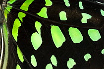 Tailed jay butterfly (Graphium agamemnon) close-up of wing scales