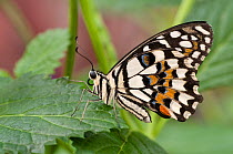 Lemon / Common lime swallowtail butterfly (Papilio demoleus) at rest on leaf.