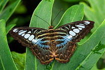 RF- Clipper butterfly (Parthenos sylvia) wings open, at rest on leaf. (This image may be licensed either as rights managed or royalty free.)