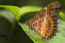 Red Lacewing butterfly (Cethosia biblis) at rest on leaf, Borneo, Sarawak, Malaysia
