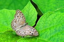 RF- Grey pansy butterfly (Junonia atlites) at rest with wings open. (This image may be licensed either as rights managed or royalty free.)