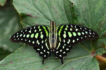 Tailed jay butterfly (Graphium agamemnon) at rest with wings open
