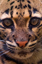 Clouded leopard (Neofelis nebulosa) close-up head portrait, captive