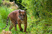 Sumatran tiger (Panthera tigris sumatrae) walking,  captive