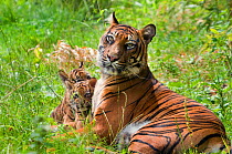 Sumatran tiger (Panthera tigris sumatrae) mother lying down with two cubs aged two months, captive
