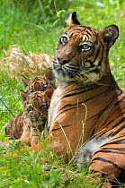 Sumatran tiger (Panthera tigris sumatrae) mother lying down with two cubs aged two months, captive