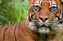 Sumatran tiger (Panthera tigris sumatrae) head portrait, captive