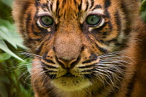 Sumatran tiger (Panthera tigris sumatrae) head portrait of male cub aged two months, captive