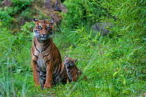 Sumatran tiger (Panthera tigris sumatrae) mother sitting with her cub aged two months, captive