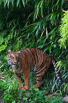 Sumatran tiger (Panthera tigris sumatrae) standing near water and bamboo vegetation, captive