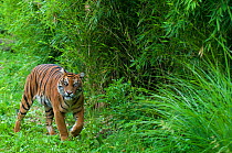 Sumatran tiger (Panthera tigris sumatrae) walking near bamboo vegetation, captive