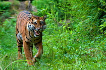 Sumatran tiger (Panthera tigris sumatrae) walking, and baring teeth in aggresive display, captive