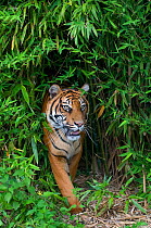 Sumatran tiger (Panthera tigris sumatrae) walking in bamboo vegetation, captive
