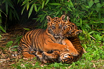 Sumatran tiger (Panthera tigris sumatrae) two cubs lying down together, aged three months, captive