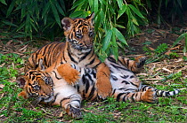 Sumatran tiger (Panthera tigris sumatrae) two cubs lying down together, aged three months, captive