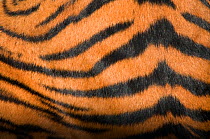 Sumatran tiger, (Panthera tigris sumatrae) close-up of fur on flank, captive