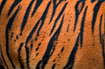 Sumatran tiger, (Panthera tigris sumatrae) close-up of fur on flank, captive