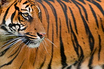 Sumatran tiger, (Panthera tigris sumatrae) portrait,  captive