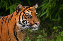 Sumatran tiger (Panthera tigris sumatrae) head portrait, captive,