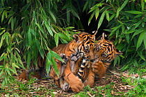 Sumatran tiger, (Panthera tigris sumatrae) two cubs aged three months, playing together, captive