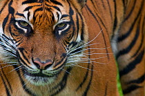 Sumatran tiger, (Panthera tigris sumatrae) head portrait, standing, captive