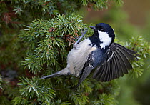 Coal tit (Periparus ater) clinging to conifer twig flapping wings, Finland, September