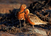 Two Curlew sandpipers (Calidris ferruginea) on rocks, Finland, July