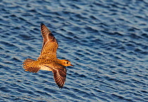 Golden plover (Pluvialis apricaria) flying over water, Finland, October