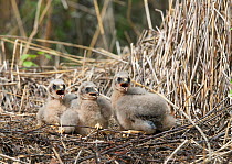 Three Hen harrier (Circus cyaneus) chicks in nest calling, Liminka, Finland, June