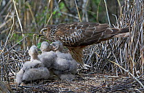 Female Hen harrier (Circus cyaneus) and three chicks in nest, Liminka, Finland, June