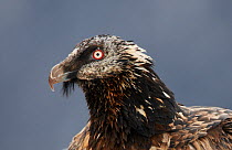 Bearded vulture (Gypaetus barbatus) portrait, subadult, Spain, November