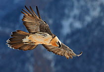 Bearded vulture (Gypaetus barbatus) flying, Spain, November. Magic Moments book plate.