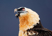 Bearded vulture (Gypaetus barbatus) calling, Spain, November