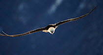 Bearded vulture (Gypaetus barbatus) flying, Spain, November