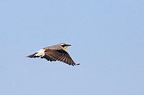 Male Northern wheatear (Oenanthe oenanthe) flying, Porvoo, Finland, May