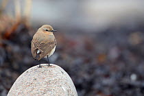 Female Northern wheatear (Oenanthe oenanthe) perched on rock, Finland, May