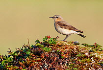 Northern wheatear (Oenanthe oenanthe) perched on mound, Norway, July