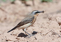 Northern wheatear (Oenanthe oenanthe) with insect prey in beak, Israel, March