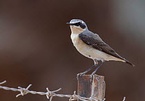 Male Northern wheatear (Oenanthe oenanthe) perched on metal fence post, Israel, March