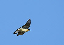 Northern wheatear (Oenanthe oenanthe) flying, Porvoo, Finland, May