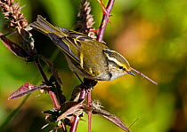 Pallas's leaf warbler (Phylloscopus proregulus) perched, Finland, October