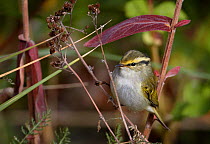 Pallas's leaf warbler (Phylloscopus proregulus) perched on stem, Finland, October