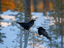 Two Common ravens (Corvus corax) perched on branch, Posio, Finland, March