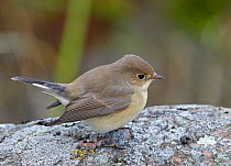 Red breasted flycatcher (Ficedula parva) on rock, Finland, October