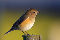 Red-flanked bluetail (Tarsiger / Luscinia cyanurus) perched on wooden post, Finland, October